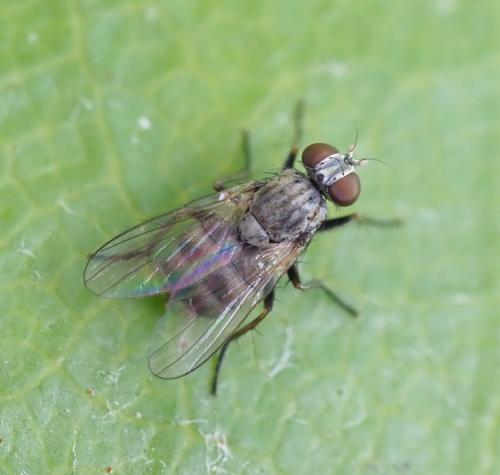 Réf. 260 193 : Coenosia attenuata